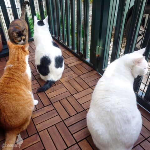 coco & fumi & Lin & Ryu