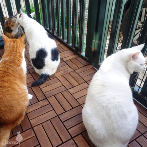 coco & fumi & Lin & Ryu