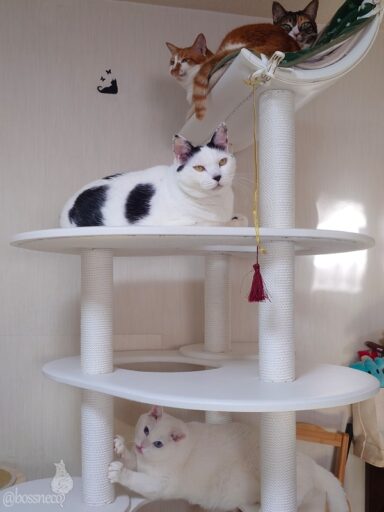 coco & fumi & Lin & Ryu