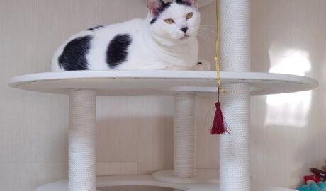 coco & fumi & Lin & Ryu