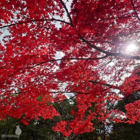 紅葉