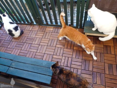 coco & fumi & Lin & Ryu