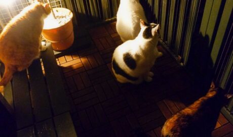 coco & fumi & Lin & Ryu