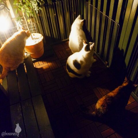 coco & fumi & Lin & Ryu