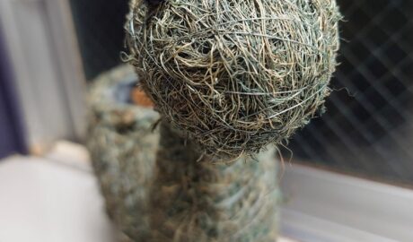 ボンセレンシス