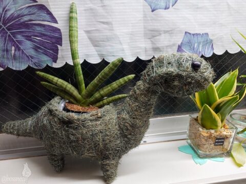 ボンセレンシス