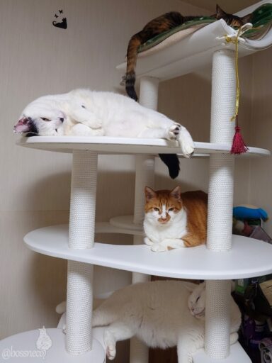 coco & fumi & Lin & Ryu