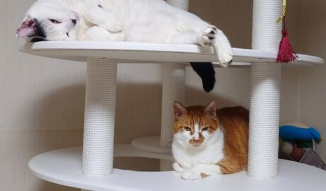 coco & fumi & Lin & Ryu