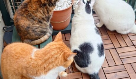 coco & fumi & Lin & Ryu