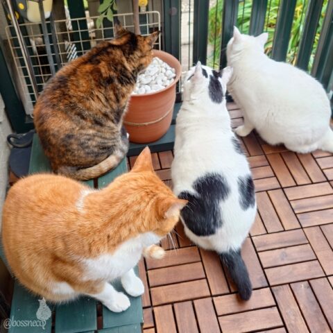 coco & fumi & Lin & Ryu