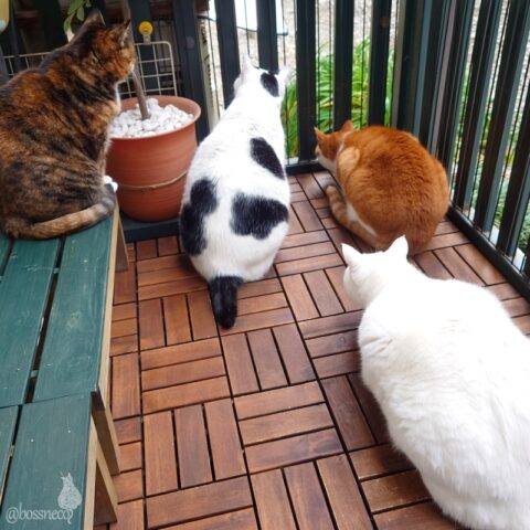 coco & fumi & Lin & Ryu