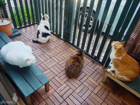 coco & fumi & Lin & Ryu