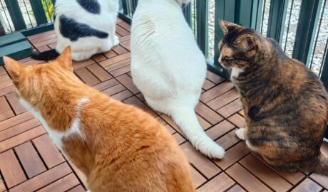 coco & fumi & Lin & Ryu