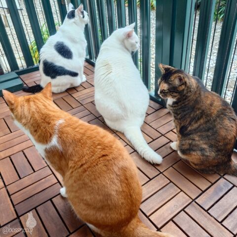 coco & fumi & Lin & Ryu