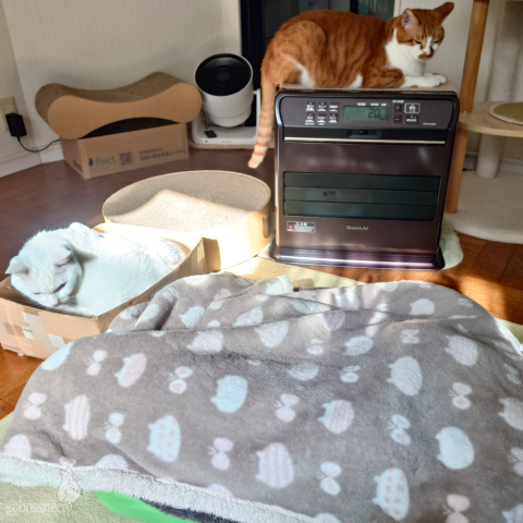 coco & fumi & Lin & Ryu