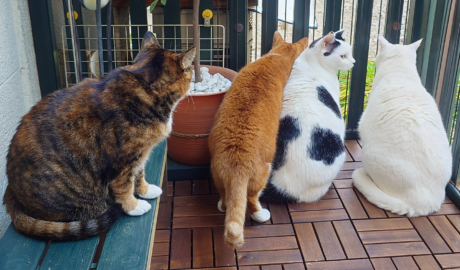 coco & fumi & Lin & Ryu