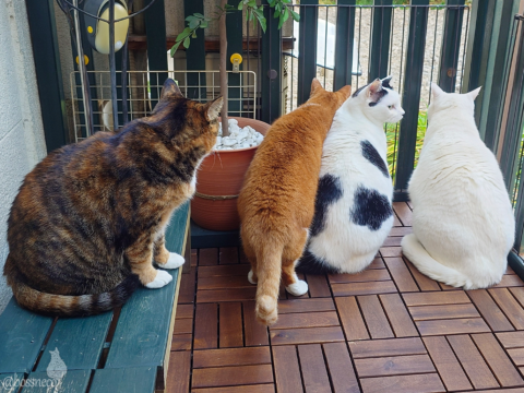 coco & fumi & Lin & Ryu