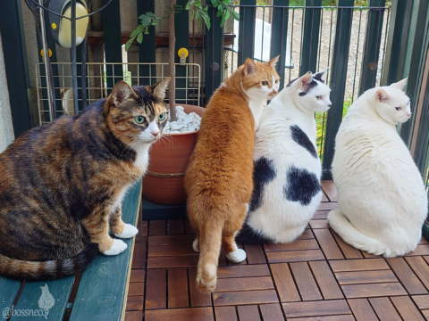 coco & fumi & Lin & Ryu