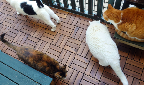 coco & fumi & Lin & Ryu