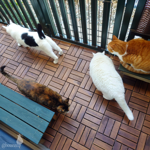 coco & fumi & Lin & Ryu