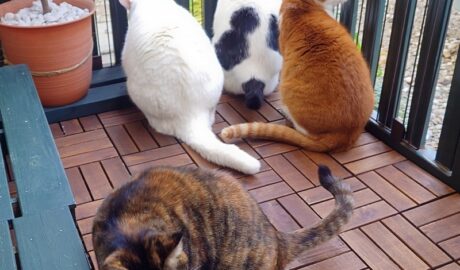 coco & fumi & Lin & Ryu