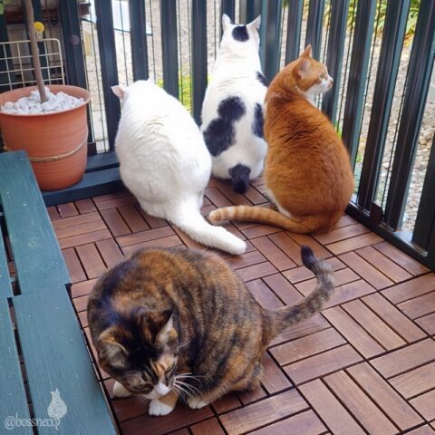 coco & fumi & Lin & Ryu