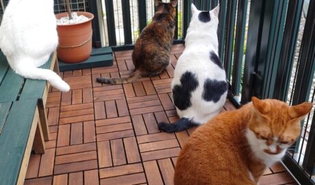 coco & fumi & Lin & Ryu