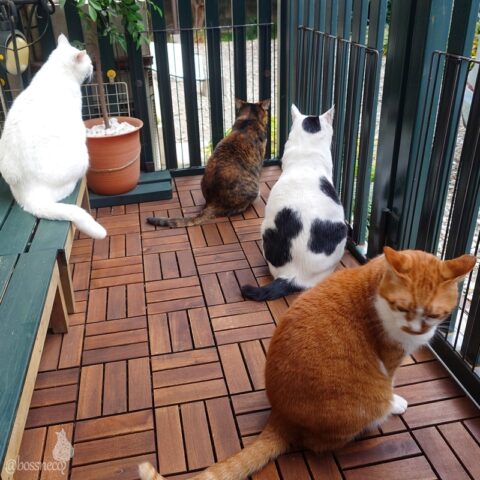 coco & fumi & Lin & Ryu