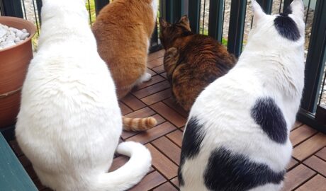 coco & fumi & Lin & Ryu