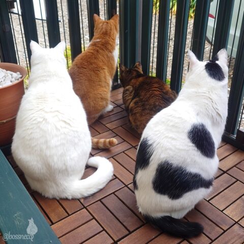 coco & fumi & Lin & Ryu