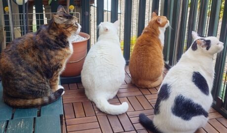 coco & fumi & Lin & Ryu