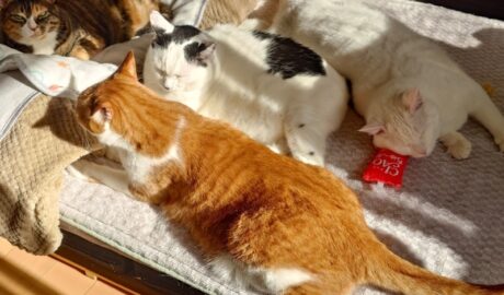 coco & fumi & Lin & Ryu