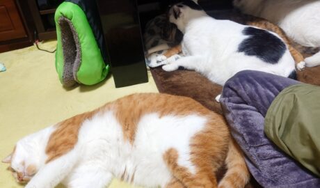 coco & fumi & Lin & Ryu