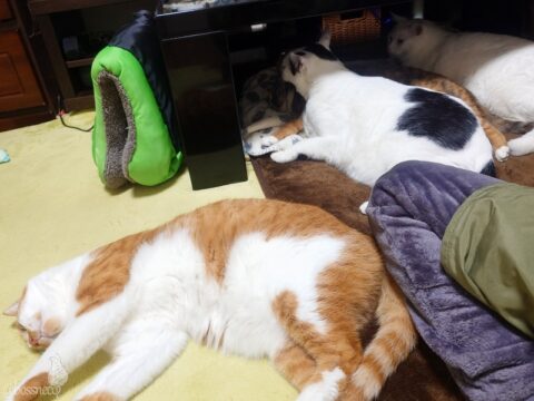 coco & fumi & Lin & Ryu