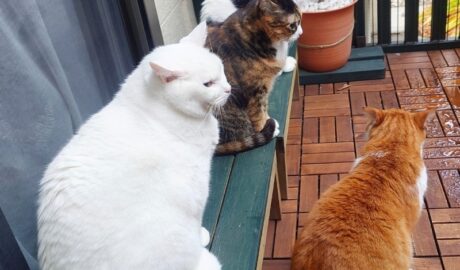 coco & fumi & Lin & Ryu