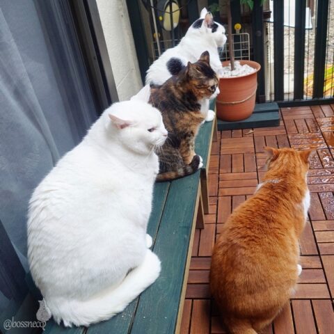 coco & fumi & Lin & Ryu