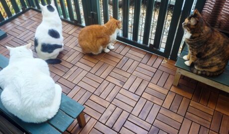 coco & fumi & Lin & Ryu