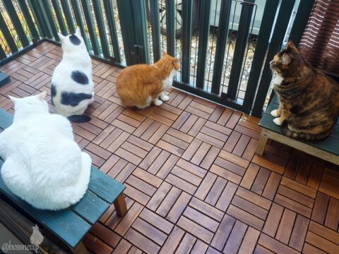 coco & fumi & Lin & Ryu