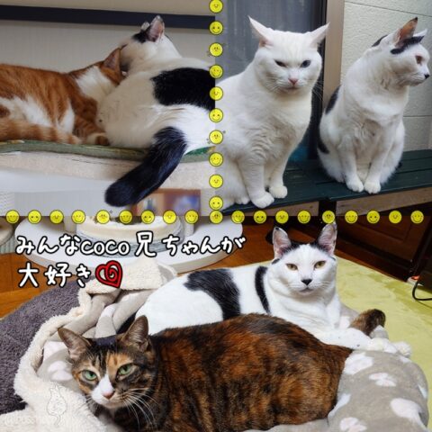 coco & fumi & Lin & Ryu