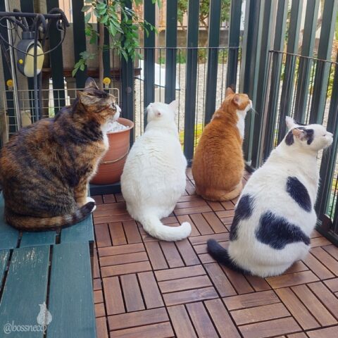 coco & fumi & Lin & Ryu