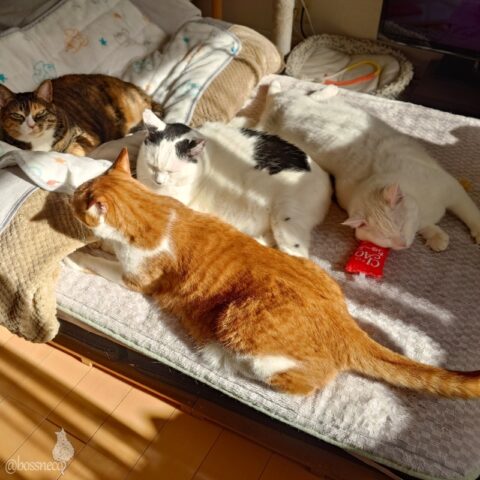 coco & fumi & Lin & Ryu