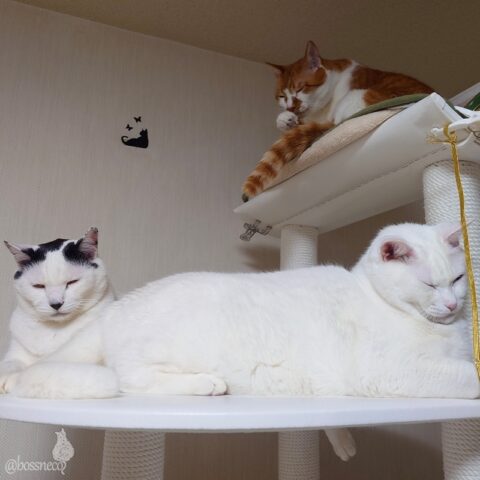 coco & fumi & Ryu