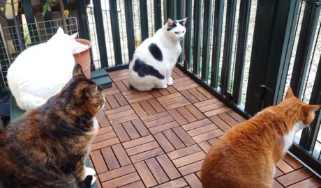 coco & fumi & Lin & Ryu