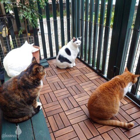 coco & fumi & Lin & Ryu