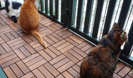 coco & fumi & Lin & Ryu