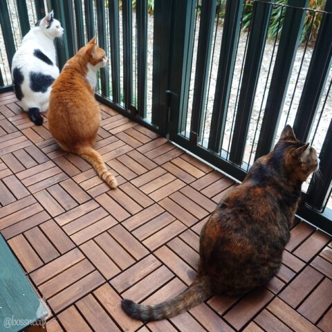 coco & fumi & Lin & Ryu