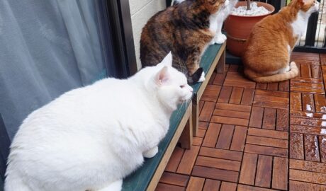 coco & fumi & Lin & Ryu