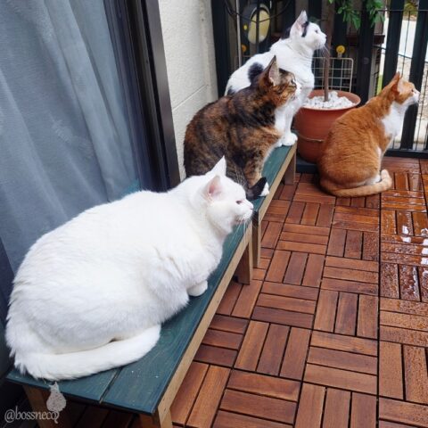 coco & fumi & Lin & Ryu