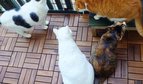 coco & fumi & Lin & Ryu