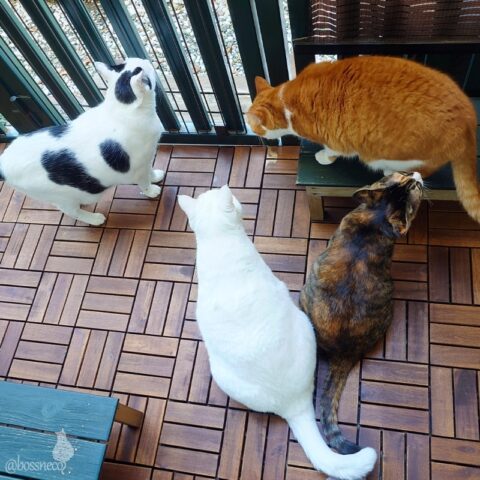 coco & fumi & Lin & Ryu